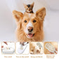 3 in 1 Pet Hair Removal Steam Comb, Perfect for Both Cats & Dogs 🐶🐱